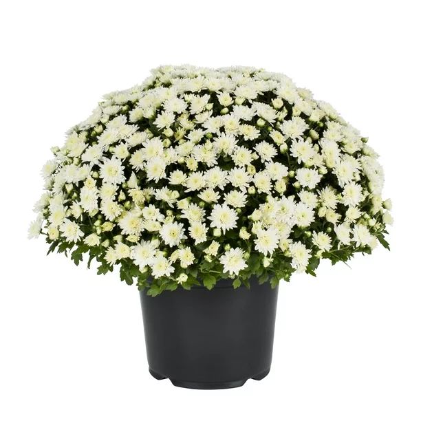 Expert Gardener 8in Mum White Live Plants Sun, Grower Pot | Walmart (US)