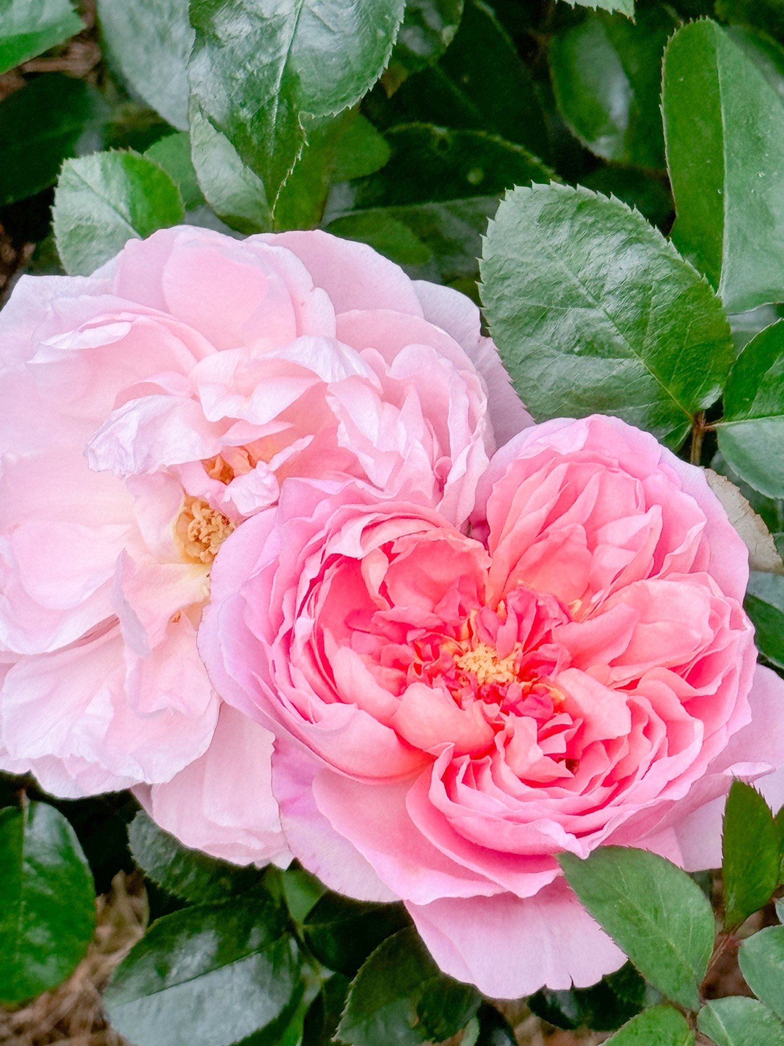 Dames de Chenonceau promises to be quite the showstopper next season  

#LTKselfcare #LTKSeasonal #LTKdayinmylife