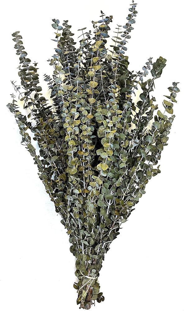 CalCastle Craft Natural Dried Preserved Eucalyptus Branches Bundles of Stems and Leaf Large 30" T... | Amazon (US)