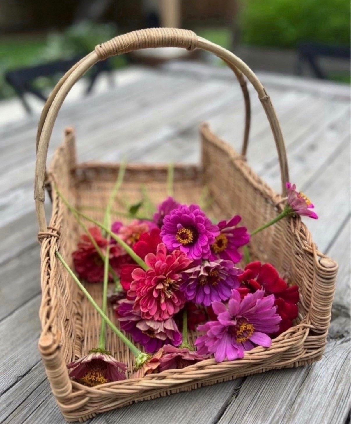 This Creative Co-Op basket is what I reach for when I’m out cutting zinnias. It’s the perfect size for gathering blooms and feels nice and sturdy for everyday use. I also love that it looks beautiful sitting out when it’s not being used in the garden. One of those pieces I’m always glad I have 🌸

#LTKSeasonal #LTKHome #LTKSaleAlert