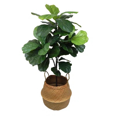 Fiddle Leaf Fig Tree in Basket | Wayfair North America