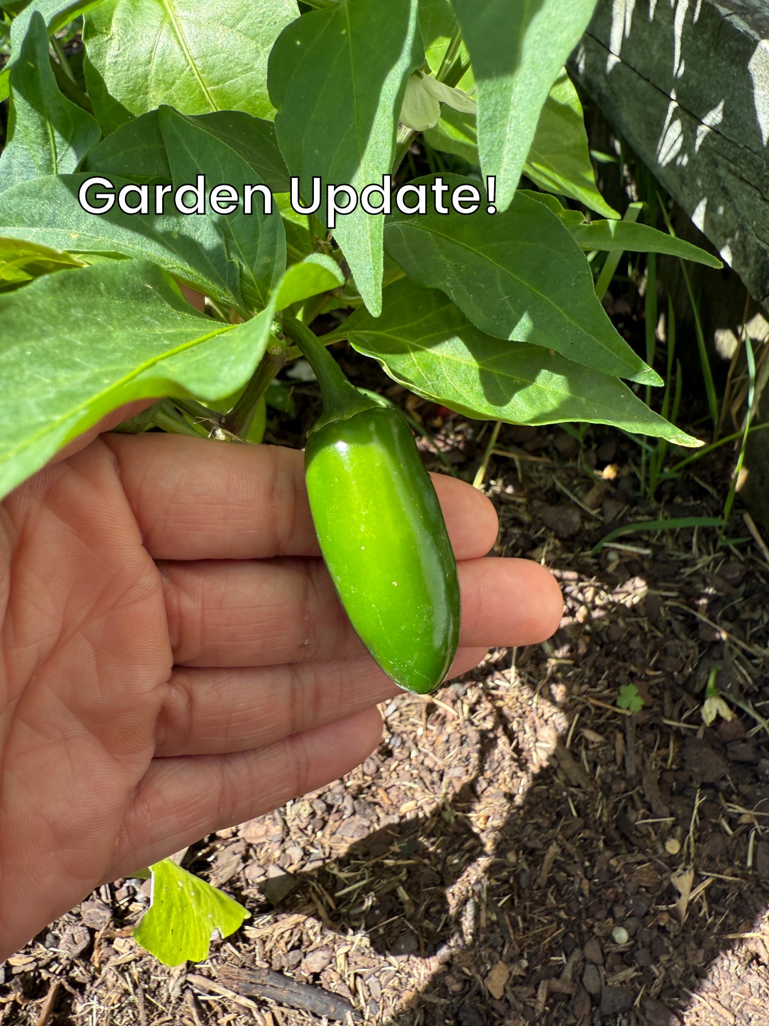 Garden update cause why not🙈🤷🏽‍♀️ The peppers are thriving!!!🙌🏽🪴💗  #simplymadisynn #garden #peppers #gardening #pepperplants 

#LTKSaleAlert #LTKHome #LTKFindsUnder50