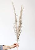 Afloral Dried Pampas Grass Bunch - 43" Tall | Amazon (US)
