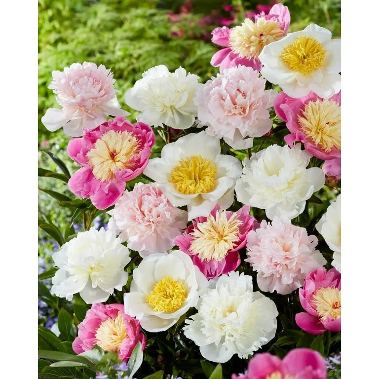 3 Mixed Color Peony Roots for Planting - Grow Beautiful Perennial Peony Flowers (3 Roots) | Walmart (US)