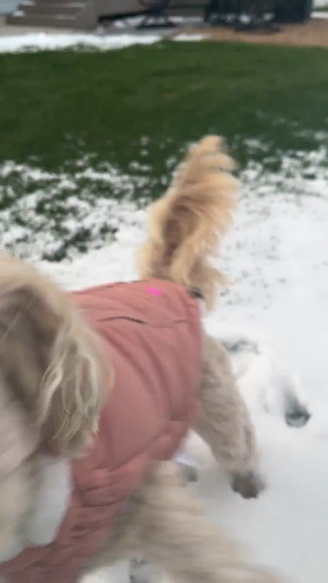 The easiest winter parka to put on and keep on your pup in the cold 🥶 

#dogstyle #dogmom #winterdog #dogcoat 