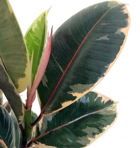 Hirt's Tineke Rubber Tree Plant - Ficus - NEW yet very OLD! - 2.5" Pot - Walmart.com | Walmart (US)