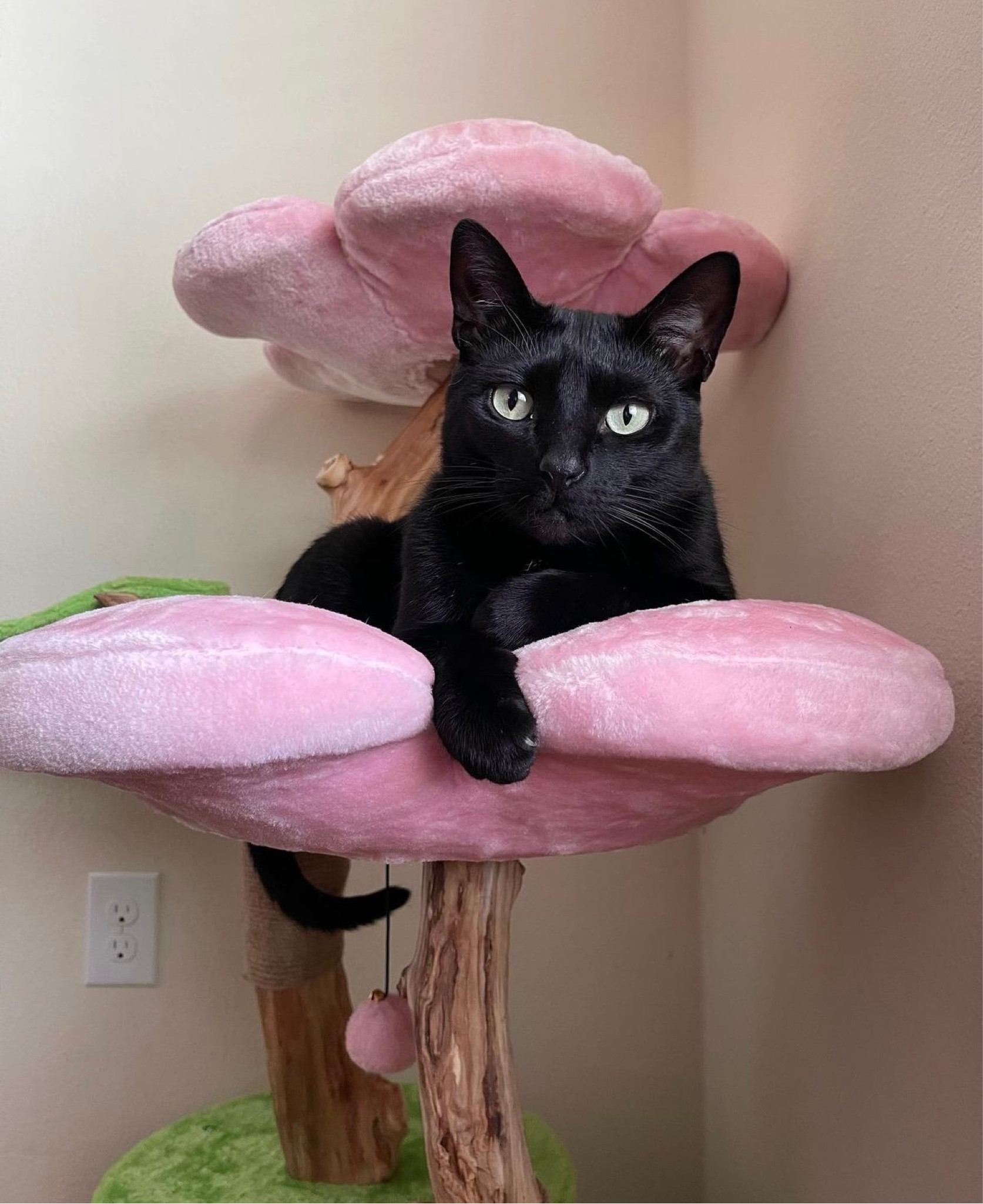 Pink Flower Cat Tree 🌸 (Gifted)

#LTKFind #LTKhome #LTKfamily