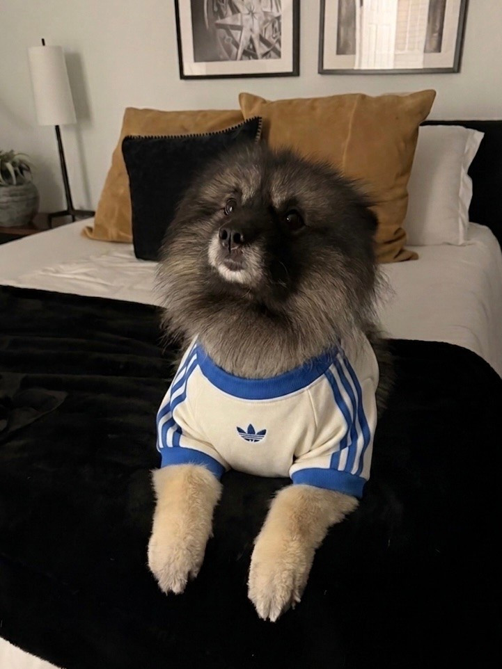 Adidas finally came Out with a pet line so me and Kez can match  🥰