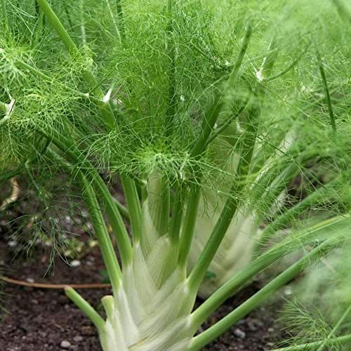 250 Fennel Seeds Vegetable Herb Heirloom Foeniculum vulgare - Non-GMO - Always Fresh Seeds! - Planting Seeds for Home Vegetable Garden | Amazon (US)