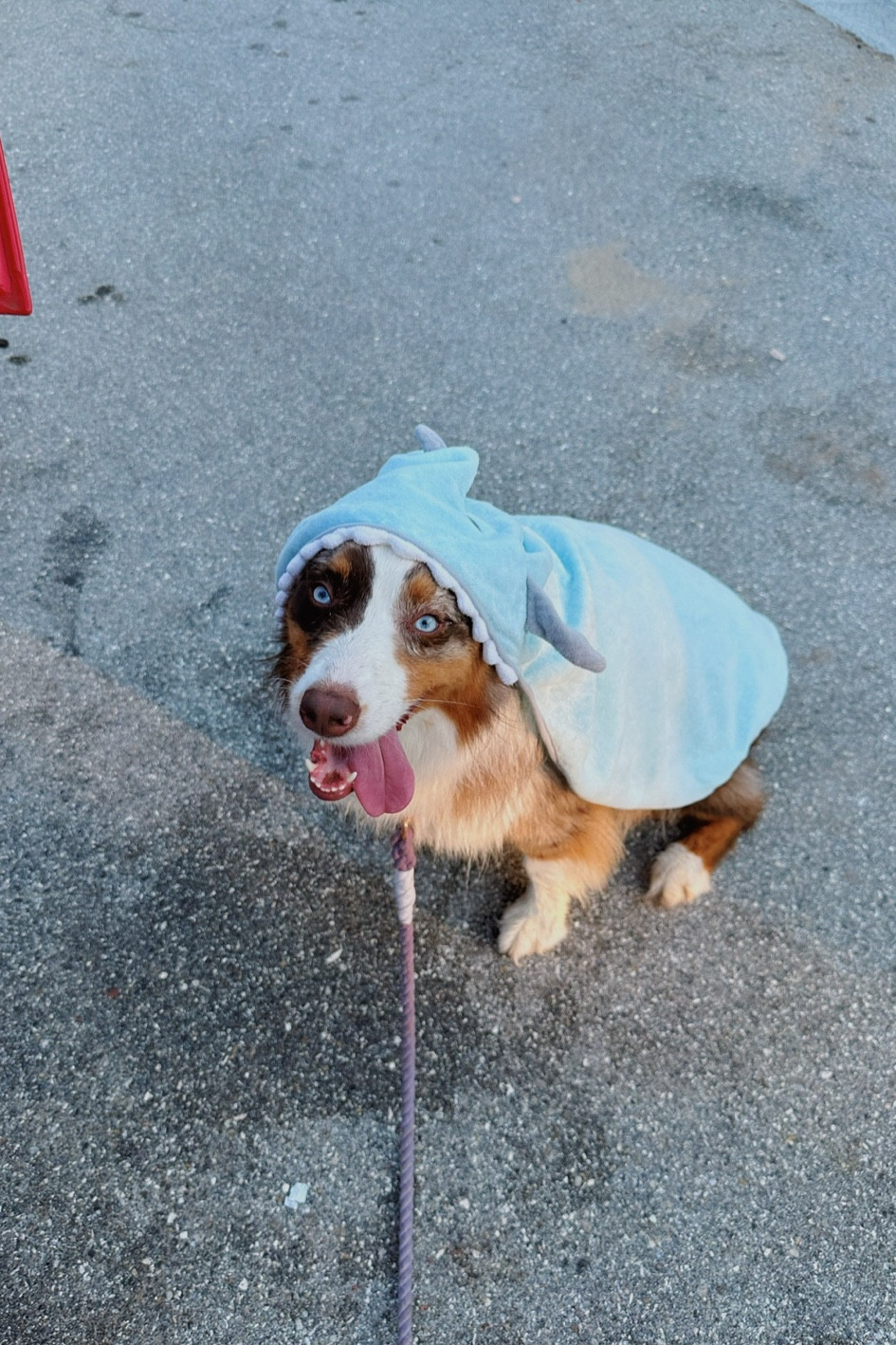 the cutest shark towel for you or your pup this summer 🦈