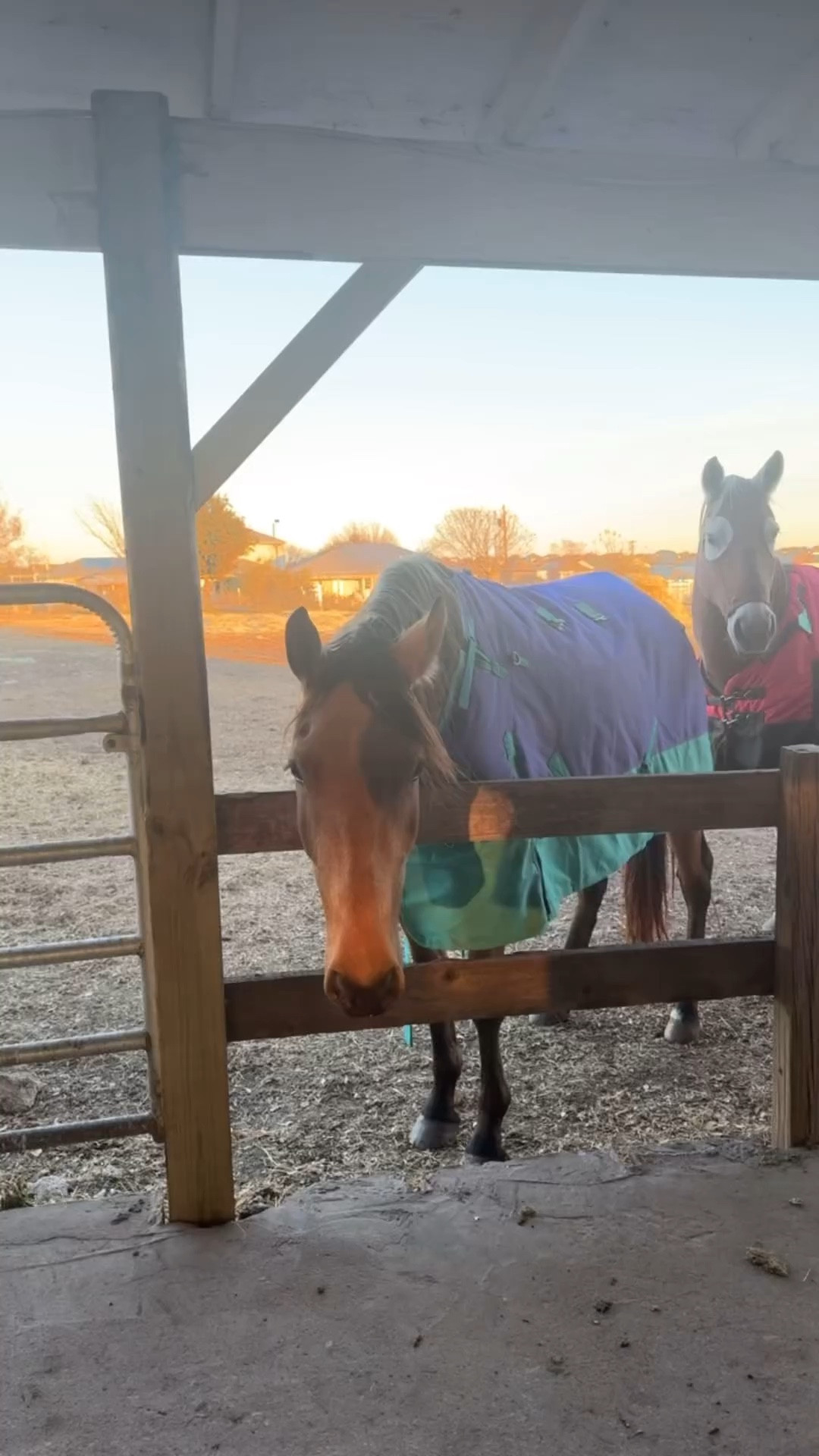 🐴🫶🏻✨

#LTKFamily #LTKWatchNow