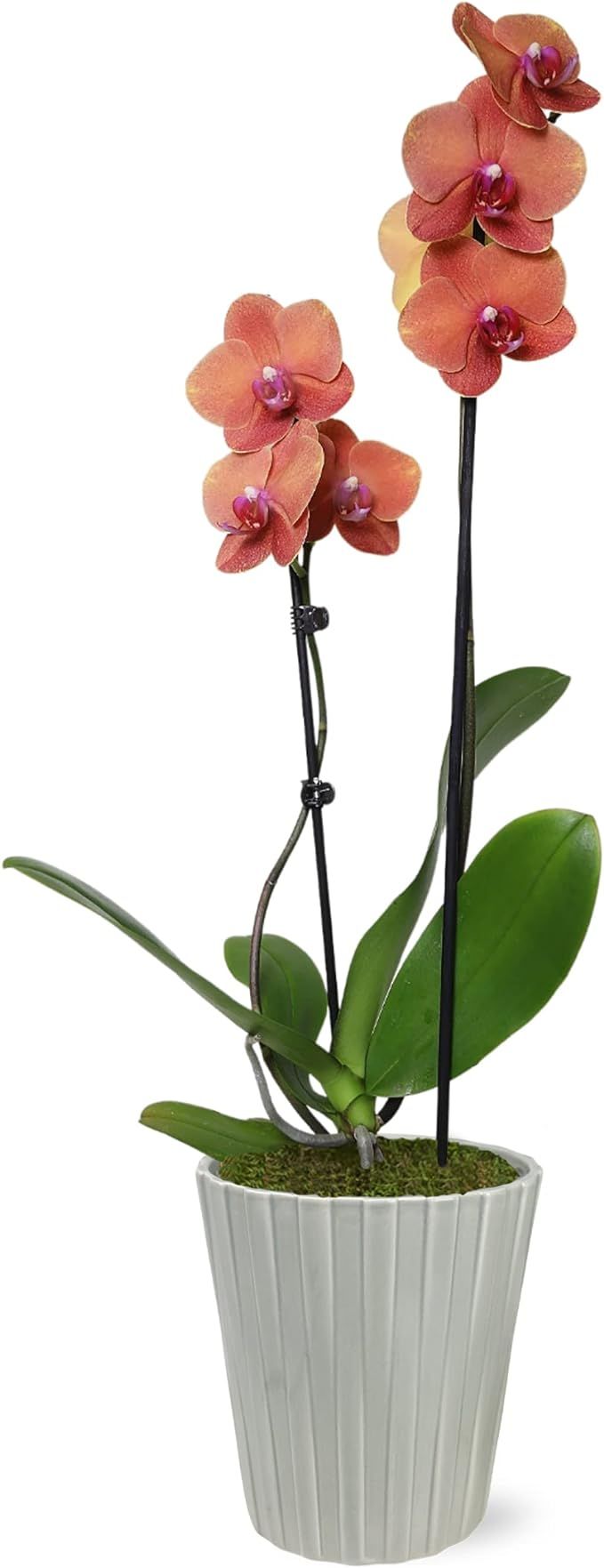 Just Add Ice JA5018 Salmon Orchid in Grey Nate Ceramic Pottery, Live Indoor Plant, Long-Lasting F... | Amazon (US)