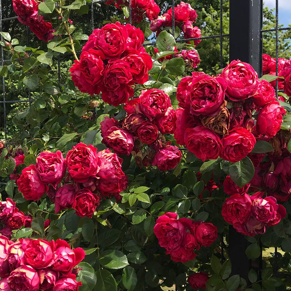 Heirloom Roses Climbing Rose Plant - Kolorscape® Florentina Red Rose Bush, Climber Roses Live Pl... | Amazon (US)