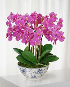 Orchid in Rose Trellis Bowl | Horchow