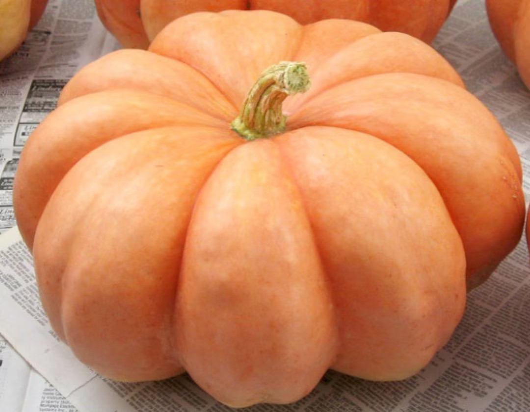 Moranga Squash (semi-rare heirloom/c.maxima/OP) seeds: Brazilian squash, pink pumpkin, peach pump... | Etsy (US)