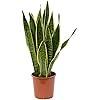 ZZ Plant Zamia Zamifolia - Tropical Plants of Florida - 22 inch to 28 inch Overall Height - 10 in... | Amazon (US)