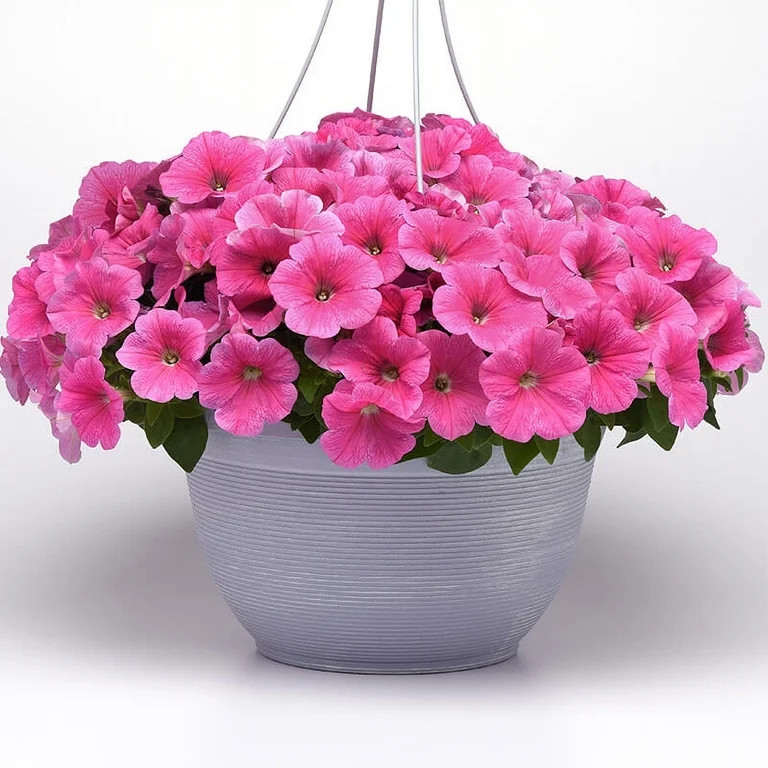 Wave Petunia 3 Pack Pink Cosmo, Live Annual Plant, Full Sun | Walmart (US)