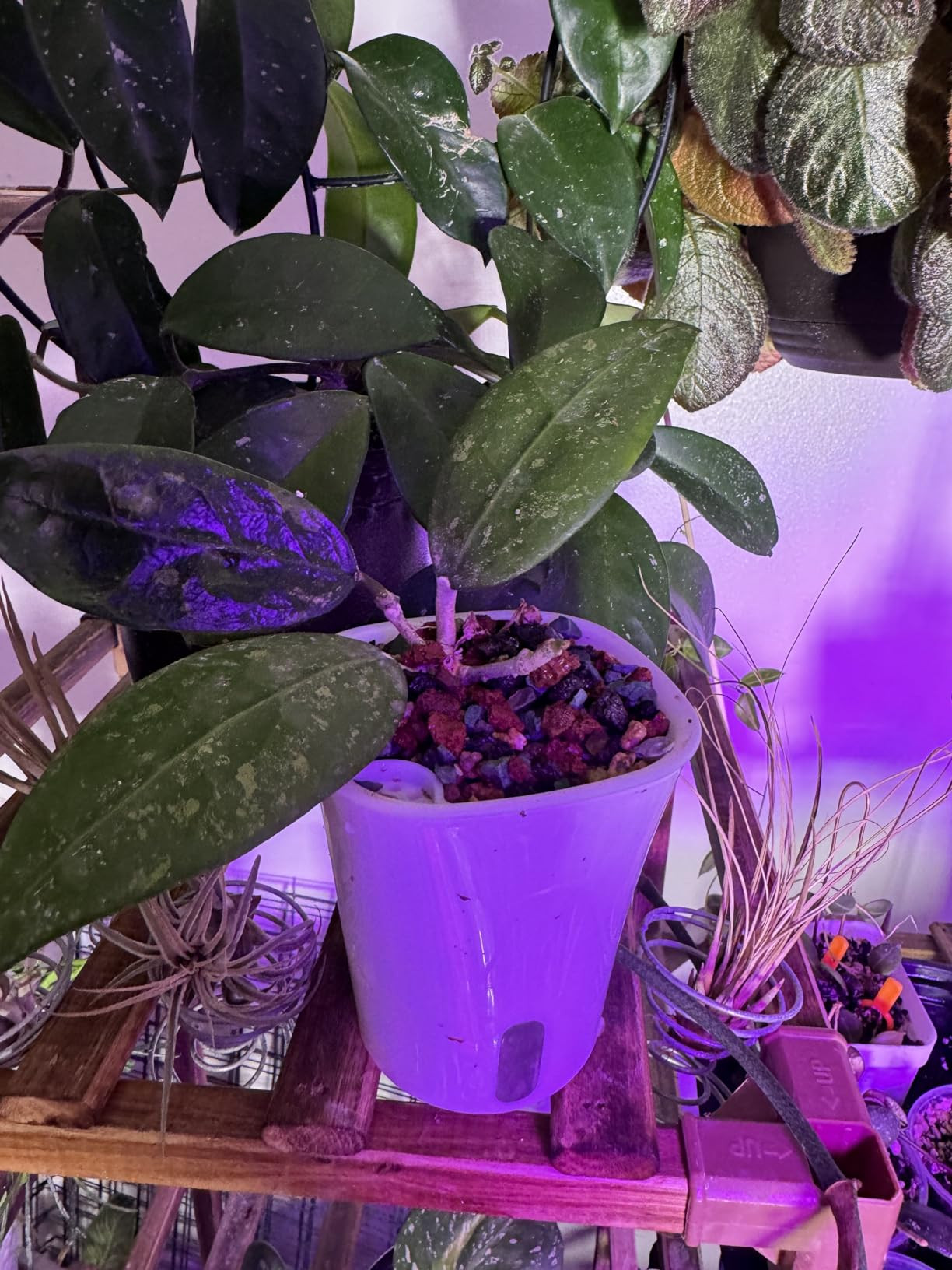 5" Self Watering Pots,5 Sets Self Watering Planter Pots for Indoor Plants with Water Level Indica... | Amazon (US)