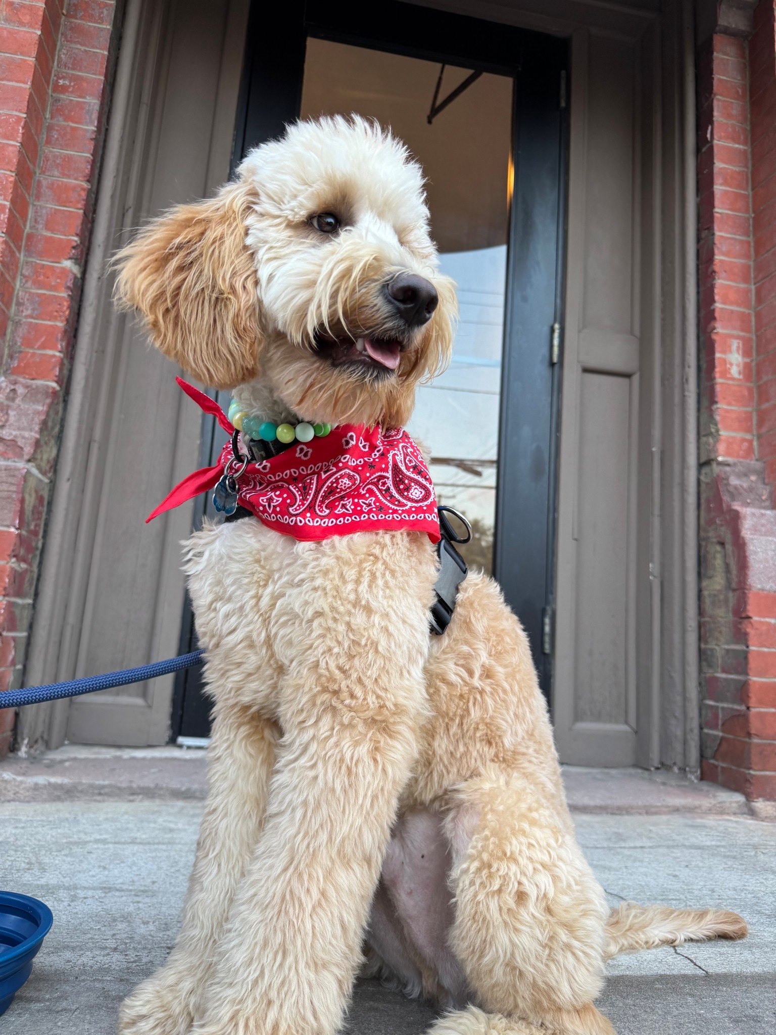 Cowboy biscuit!

#LTKPets #LTKFindsUnder100