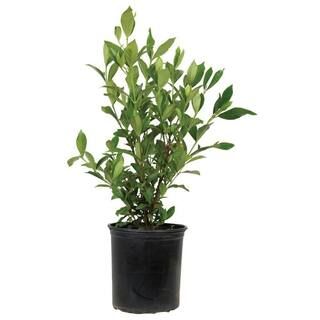 FLOWERWOOD 2.5 Qt. August Beauty Gardenia Shrub with Fragrant White Flowers 2097Q | The Home Depot