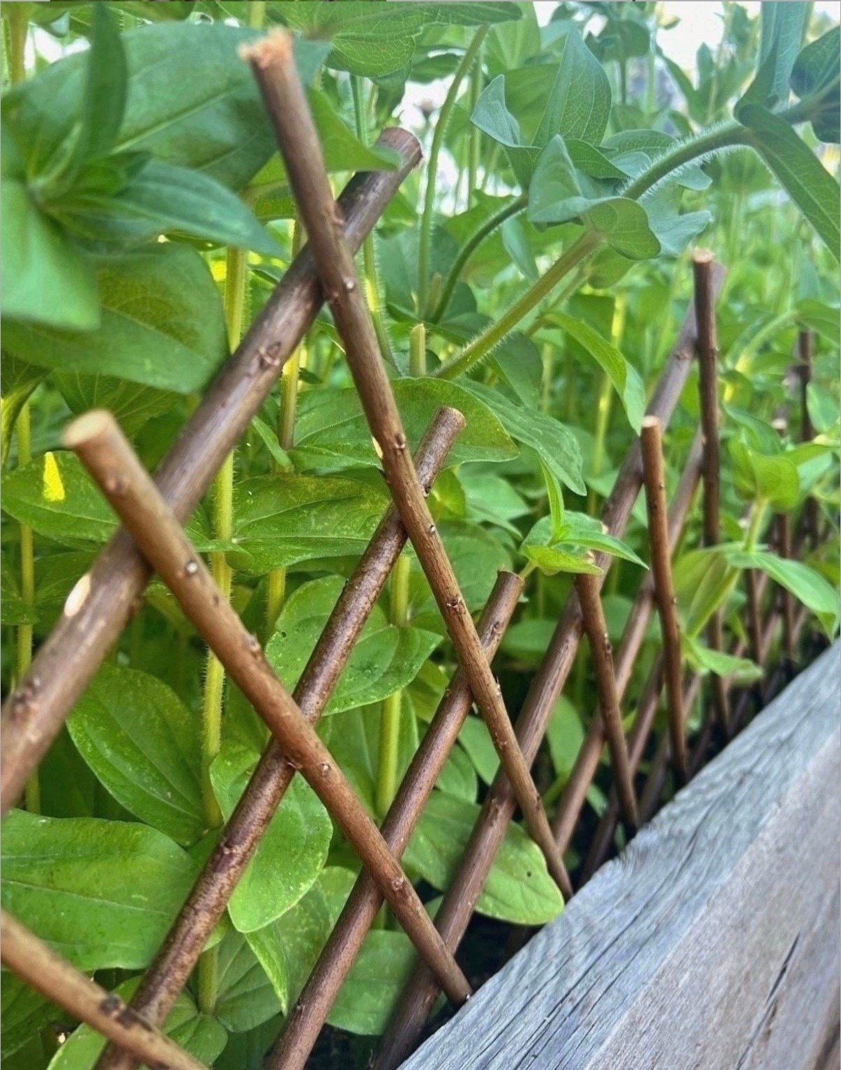 I added this expandable trellis to the garden and it changed the whole feel of the space. It was super quick to put in, but made everything look a little more put together. Such an easy way to add that soft, cottage feel 🌸