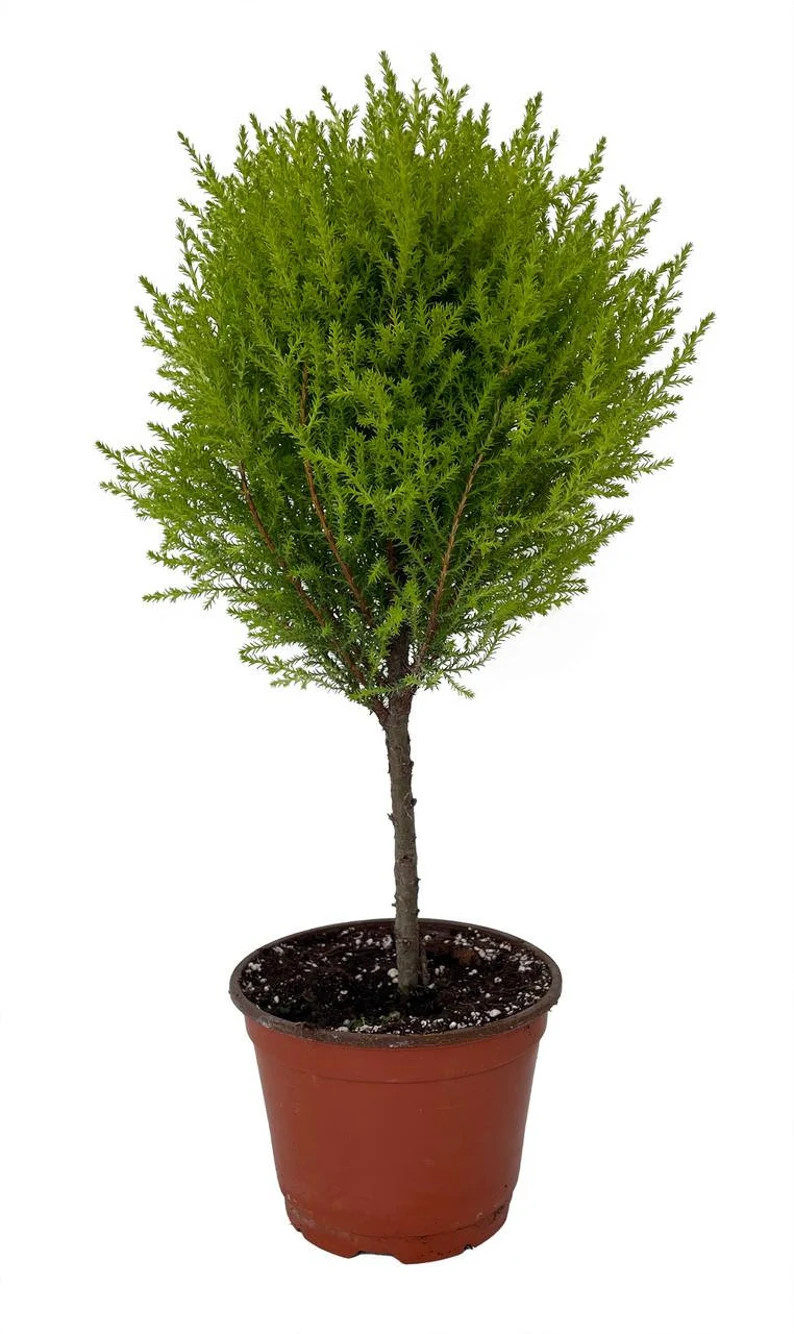 Lemon Scented Goldcrest Poodle Topiary Cypress Tree Indoors/out 6 Pot - Etsy | Etsy (US)