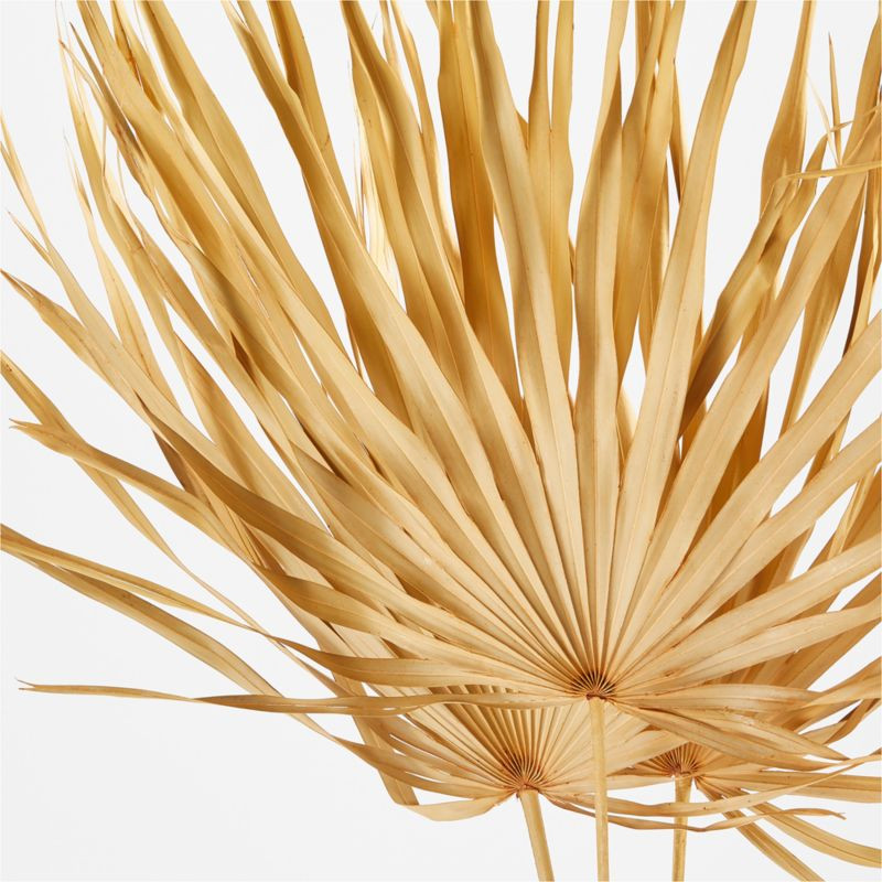 Dried Palm Fronds, Set of 3 | Crate & Barrel | Crate & Barrel