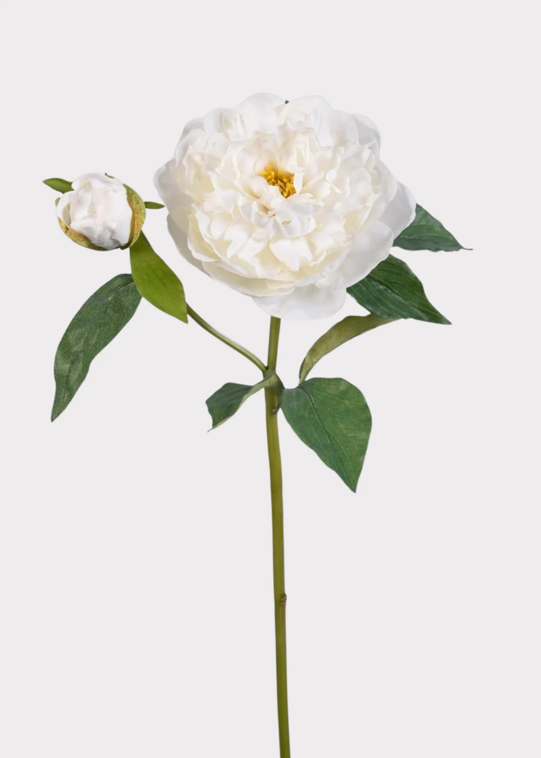 Natural Touch Peony in White | Faux Real Touch Flowers | Afloral | Afloral