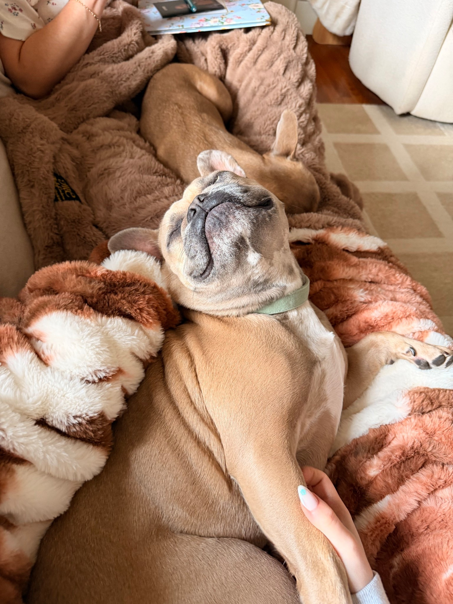 My pups love these blankets. Listed both the normal and the heated  

#LTKHome #LTKmomlife