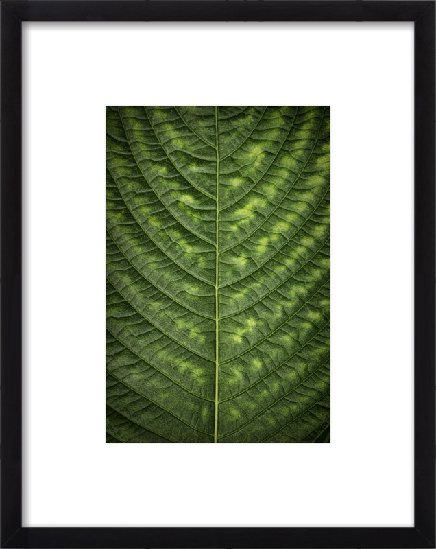 Frond Textures Pt 1 | Artfully Walls
