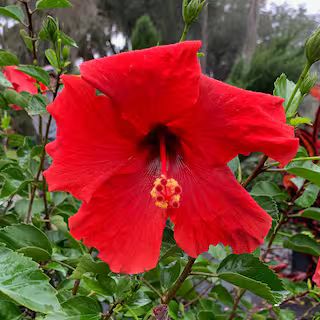 OnlinePlantCenter 3 Gal. Brilliant Tropical Hibiscus Flowering Shrub with Large Red Flowers H765G... | The Home Depot