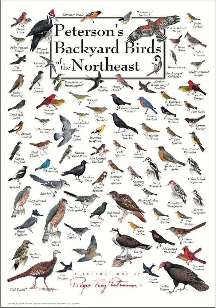 Earth Sky + Water - Peterson’s Backyard Birds of the Northeast - Poster | Amazon (US)