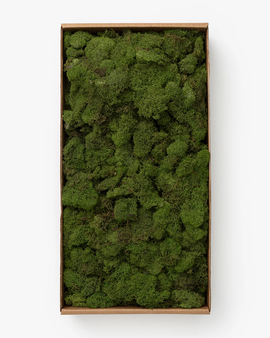 Dried Reindeer Moss | McGee & Co.