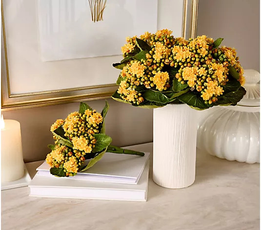 Make Your Selection: Set of 3 Kalanchoe Plants By Valerie | QVC