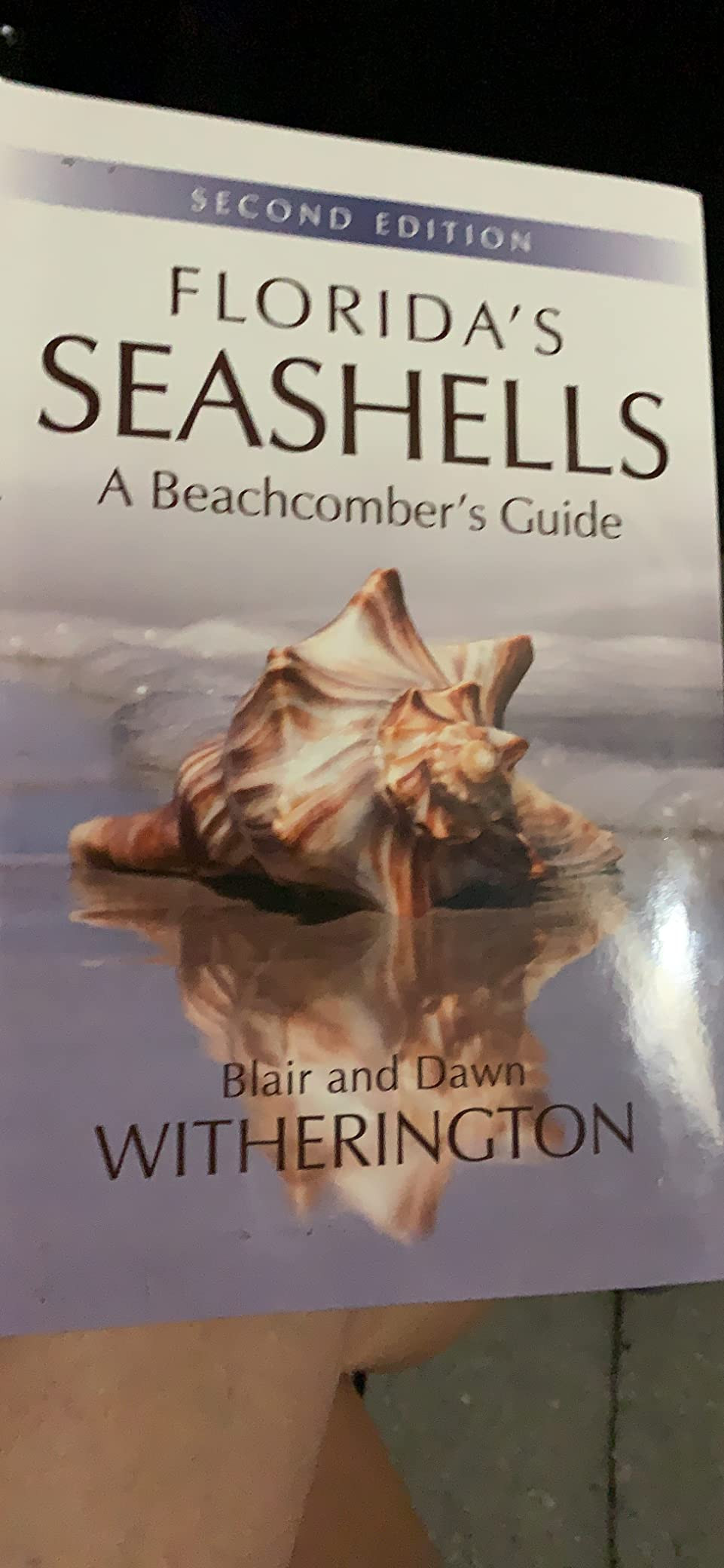 Florida's Seashells: A Beachcomber's Guide: Witherington, Blair: 9781561649822: Amazon.com: Books Shell | Amazon (US)