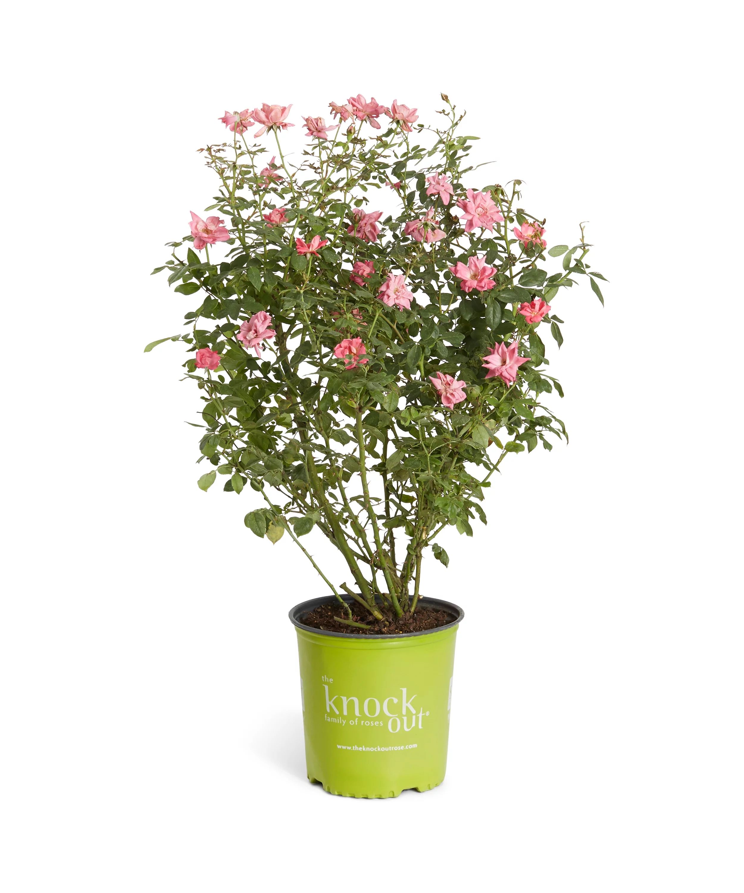 Double Pink Knock Out® Shrub - Reblooming Rose Bush - Outdoor Plant - Full Sunlight | Walmart (US)