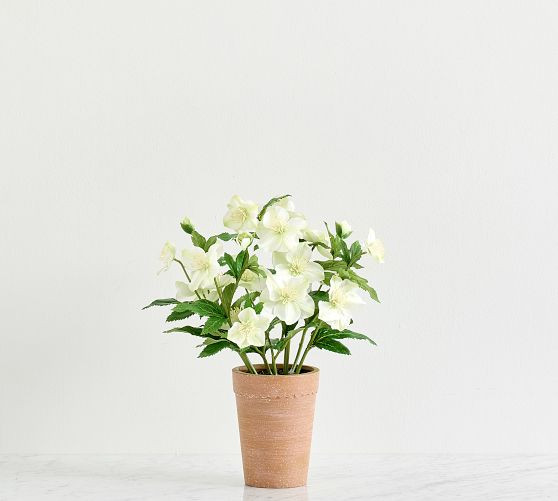 Faux Potted Hellebore | Pottery Barn (US)