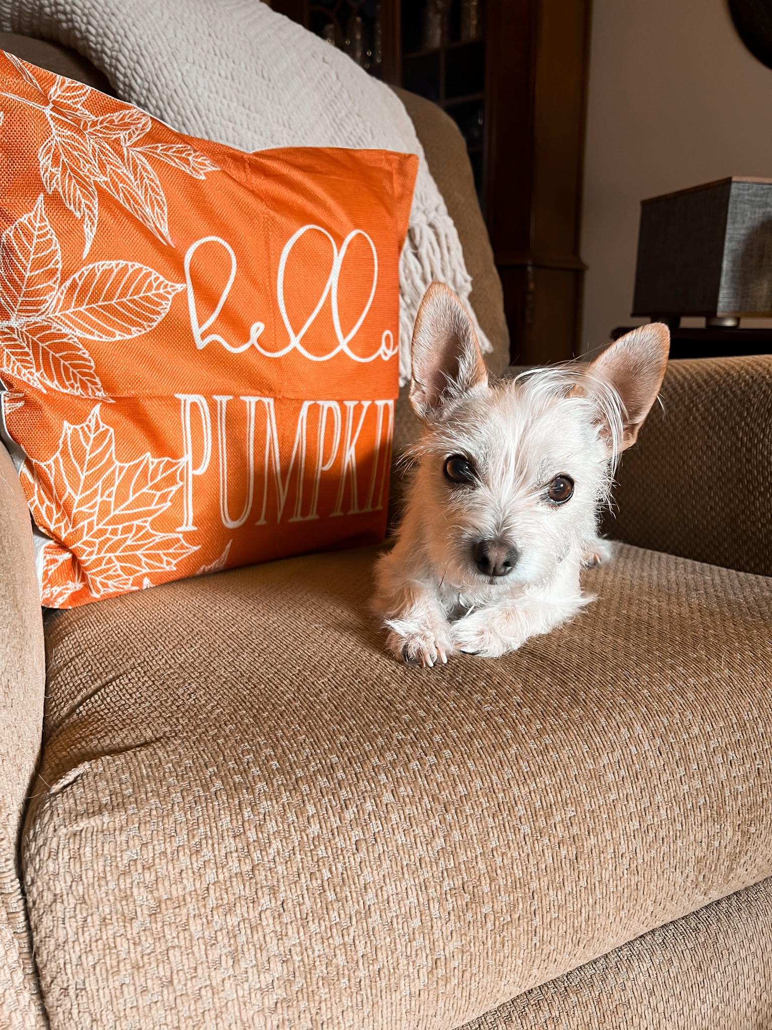 Fall pillow covers - fall decor - fall home decor - chenille throw - Amazon Home - Amazon finds - Amazon coupons 

#LTKhome #LTKHalloween #LTKSeasonal