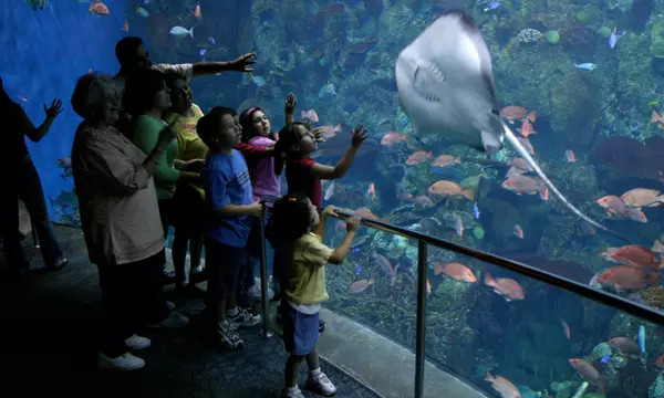 Aquarium of the Pacific Admission Deals – Up to 33% Off Tickets | Groupon North America