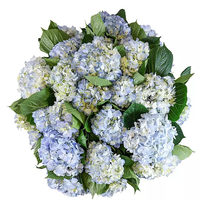 Member's Mark Hydrangeas (Choose Color Variety & Stem Count) | Sam's Club