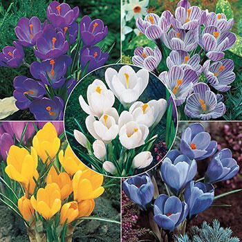 Giant Crocus Bulbs for Naturalizing | Breck's | Brecks