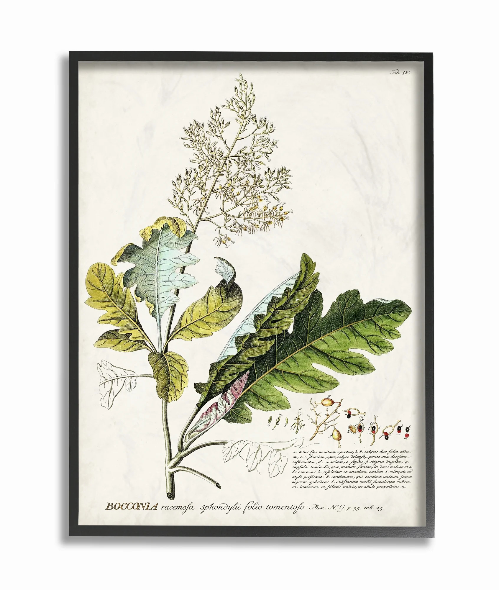 Stupell Industries Botanical Plant Illustration Leaves Vintage Design Framed Wall Art by Unknown ... | Walmart (US)