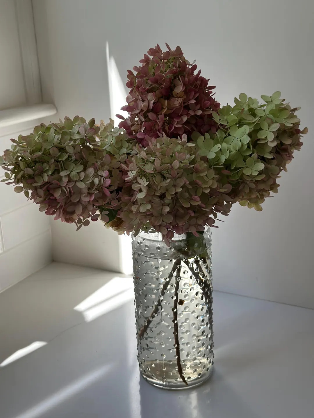 Dried Hydrangea Stems - Limelight - 3 Medium Blooms - Etsy | Etsy (US)