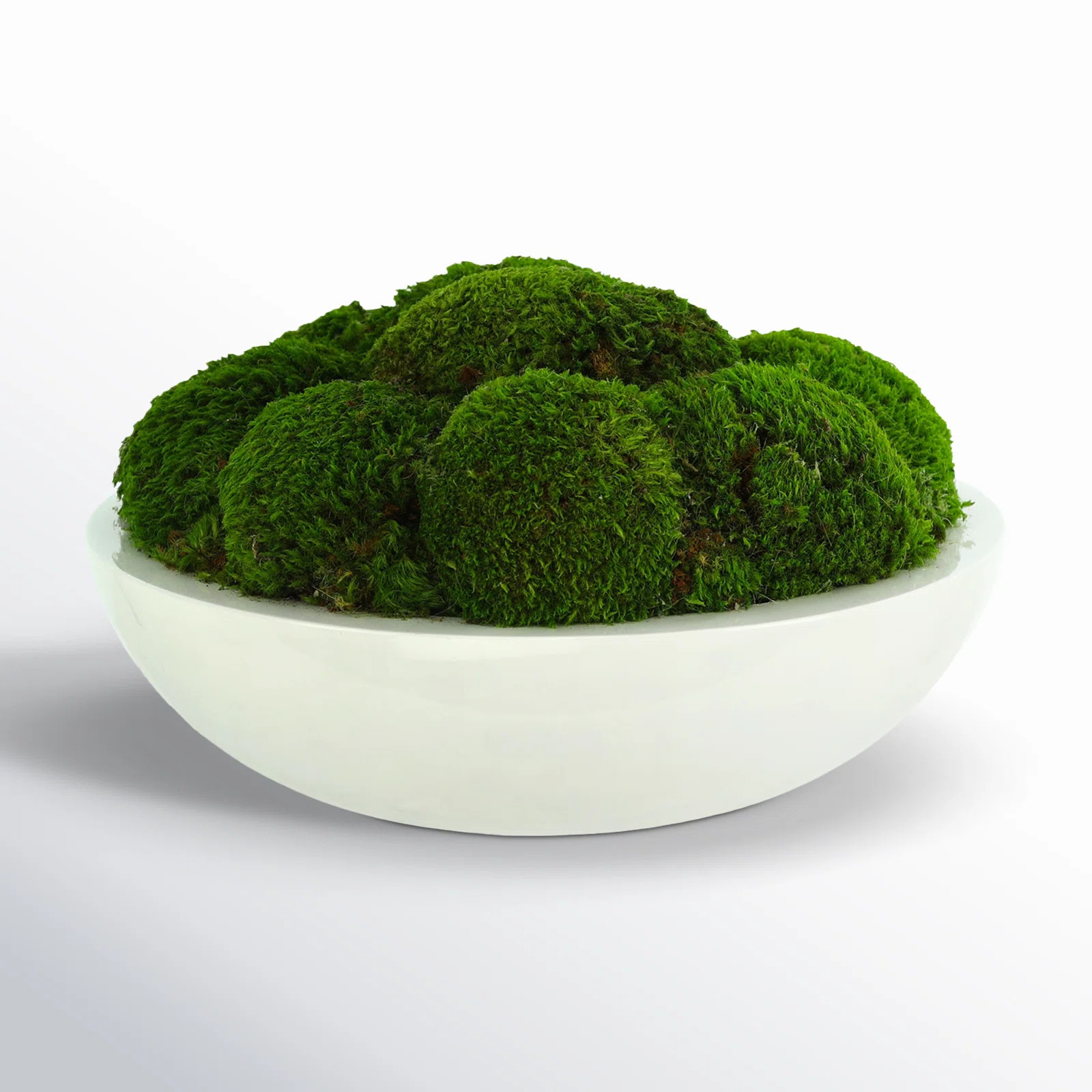 Vanora Preserved Moss Plant in Planter | Wayfair North America