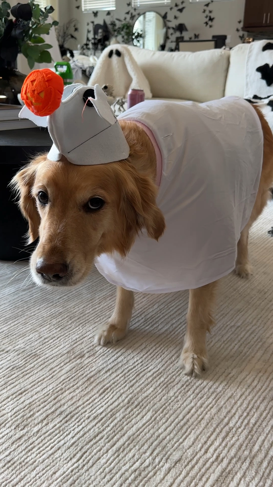 Parker is a golden retriever and wearing an XXL

Halloween dog costume, zero dog costume, nightmare before Christmas Halloween costumes, family Halloween costumes

#LTKkids #LTKfamily #LTKHalloween