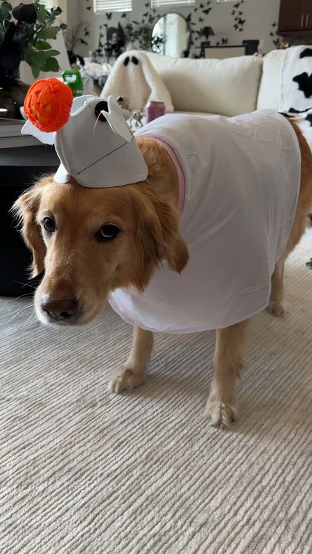 Parker is a golden retriever and wearing an XXL

Halloween dog costume, zero dog costume, nightmare before Christmas Halloween costumes, family Halloween costumes

#LTKkids #LTKfamily #LTKHalloween