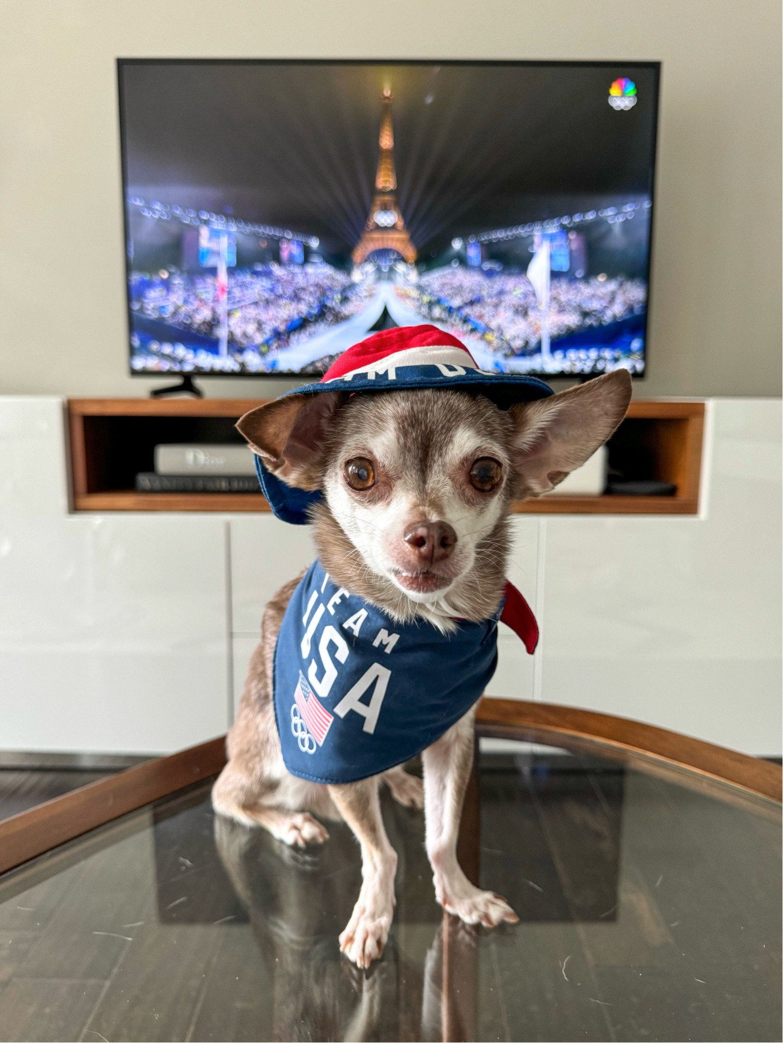 Dog bandana, dog hat, team USA, Olympics 

#LTKSeasonal #LTKFindsUnder50 #LTKFamily
