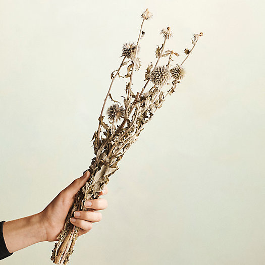 Dried Globe Thistle Bunch | Terrain