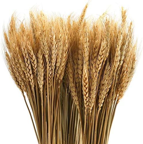yarlung 300 Stems 16 Inch Dried Wheat Sheaves, Natural Wheat Stalks Bundle Fall Arrangement for D... | Amazon (US)