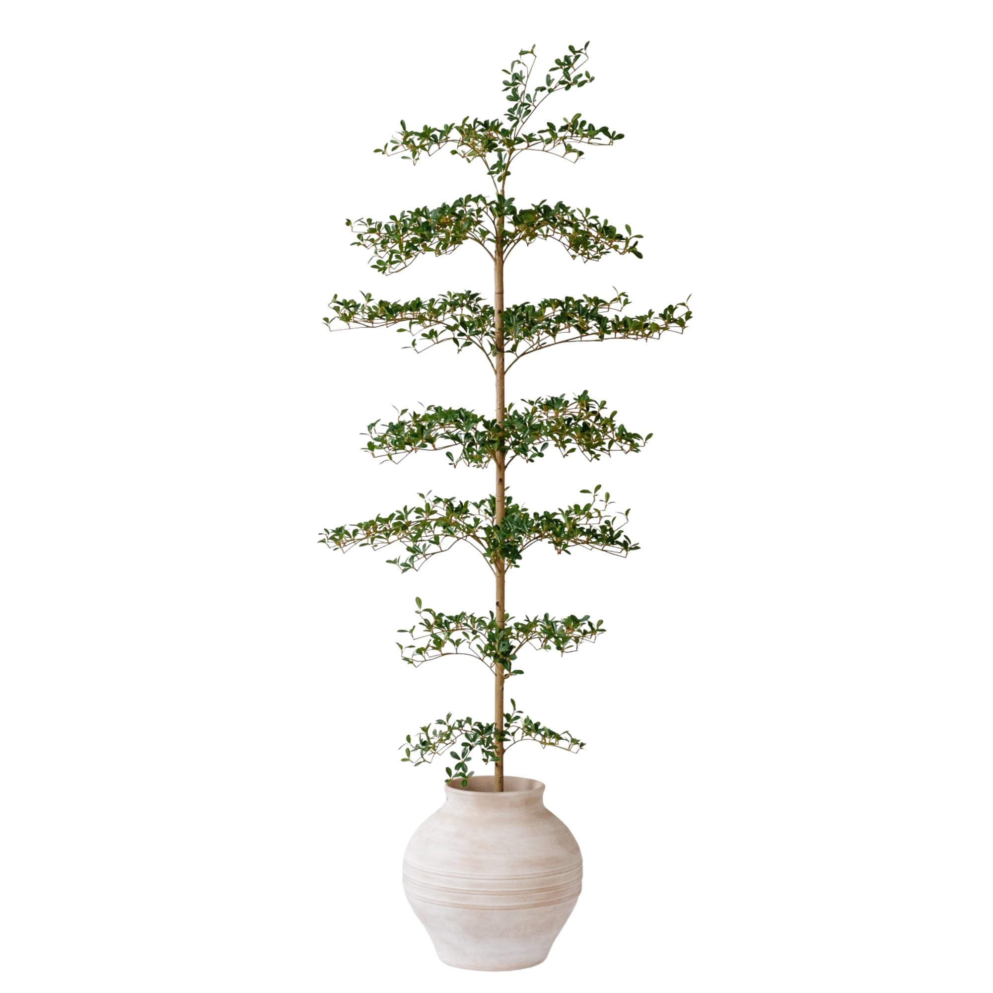 Black Olive Tree Artificial 7 Feet Tall, Artificial Shady Lady Tree, Faux Decorative Tree | Amazon (US)